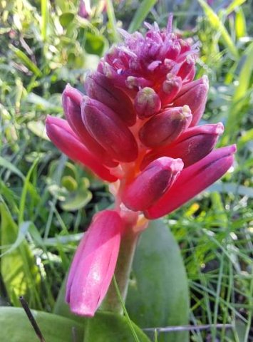 Lachenalia bulbifera having the blues